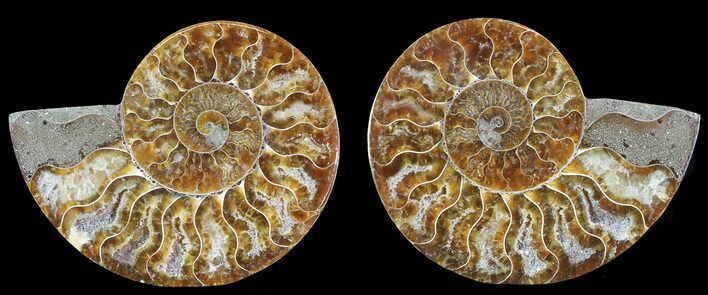 Polished Ammonite Pair - Agatized #68850